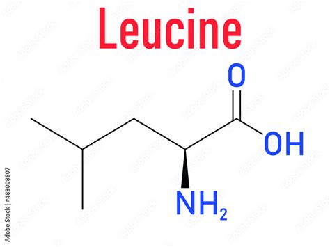 Leucine Or L Leucine Leu L Amino Acid Molecule Skeletal Formula