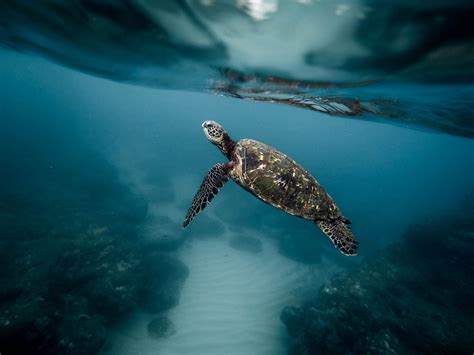 Images Gratuites eau océan animal plongée faune sous marin