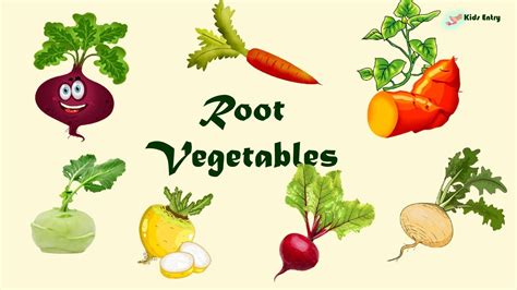 What are Root Vegetables | Underground Vegetables | Root Vegetables in ...