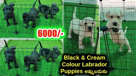 Top Quality Labrador Puppies For Sale In Telugu Aj Pets