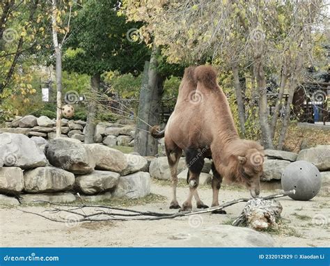 Brown Camel Feeding on Branch in a City Zoo Stock Image - Image of elephant, wilderness: 232012929