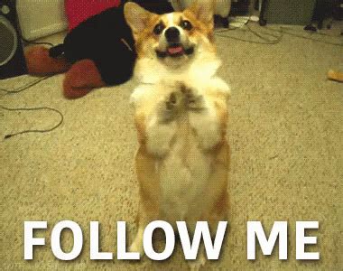 Follow Me GIF - FollowMe Dog - Discover & Share GIFs