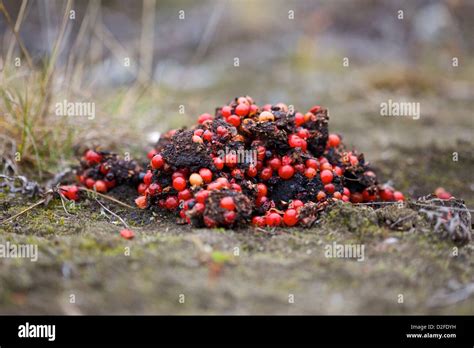 Fresh Bear Scat In The Alaskan Wilderness Stock Photo Alamy