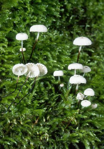 Marasmius Rotula Fungi Plants Flowers