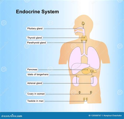 Endocrine Systemhuman Anatomy Stock Illustration Illustration Of