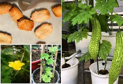 Tips For Successful Growing Of Bitter Melon In Containers At Home