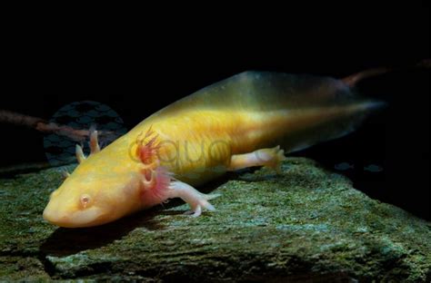 Axolotl Albino AX04 24 Ambystoma Mexicanum Albino