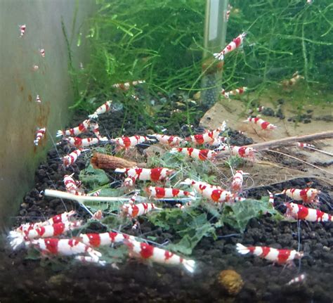 Pure Red Line Shrimp Tims Shrimpery And Aquatics