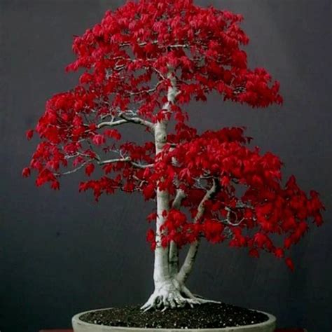 Aliexpress.com : Buy 20 Mini Beautiful Japanese Red Maple Bonsai Seeds ...