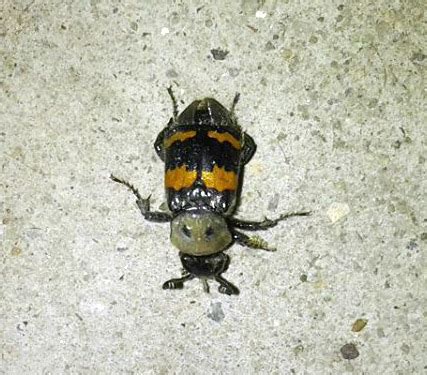 Tomentose Burying Beetle All You Need To Know What S That Bug