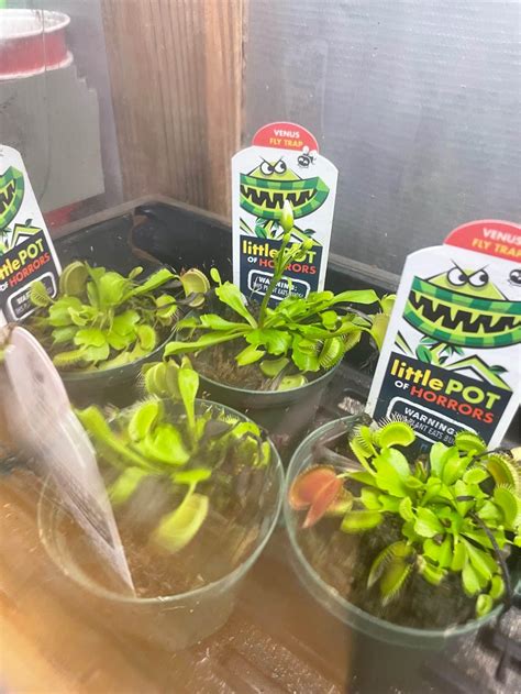 Venus Fly Trap Carnivorous Plants for sale in Jacksonville, Florida