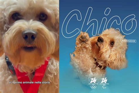 Chico è il cane influencer Digital Ambassador delle Olimpiadi di Milano