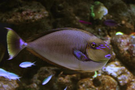 SurgeonFish by ImageOfImagination on DeviantArt