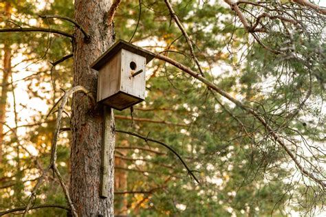 The 5 Best Birding Camera: A Bird Watchers Buying Guide