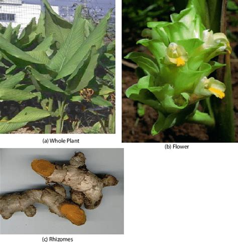 Pictures Of Entire Plant Flowers And Rhizome Of Curcuma Longa