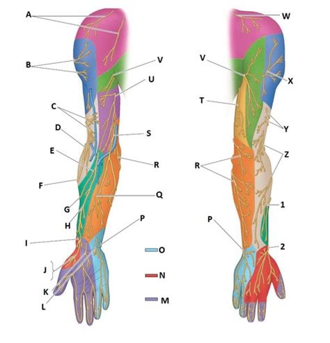 Upper Limb Overview Flashcards Quizlet