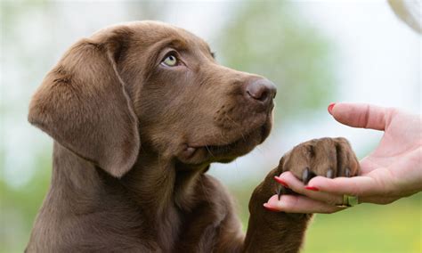 Puedes Darle Medicamentos Para La Alergia Humana A Los Perros