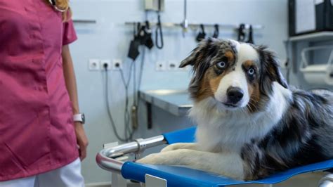 Immune-Mediated Polyarthritis in Dogs | PetMD