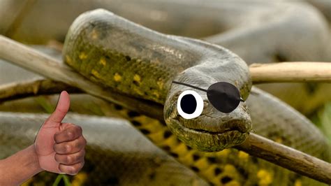 15 Interesting Facts You Never Knew About Anacondas | Beano