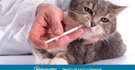 Descubre C Mo Tratar La Anemia En Gatos