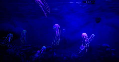 Jellyfish in an Aquarium · Free Stock Photo