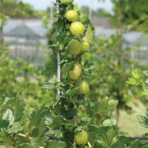 Gooseberry Plant 'Invicta' – Plantroops United Kingdom