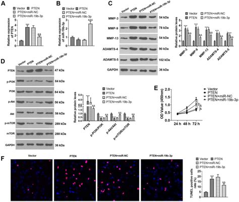 Overexpressing Mir 19b 3p Attenuated The Inhibition Of Pten