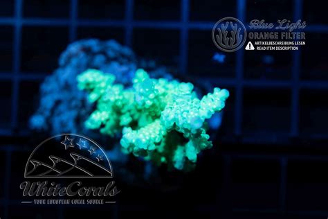 Acropora Chesterfieldensis Filter Sps