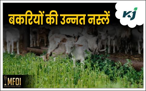 Goat Farming बकरी की टॉप 5 उन्नत नस्लें जिनके पालन से होगा बंपर