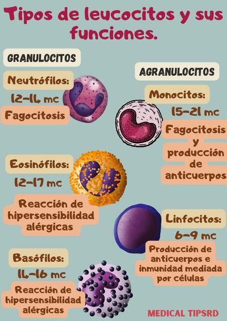 Tipos De Leucocitos Y Sus Funciones Med Tips RD UDocz