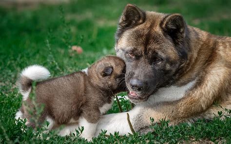 American Akita Puppy Cute Dogs Akita Green Grass Pets Hd