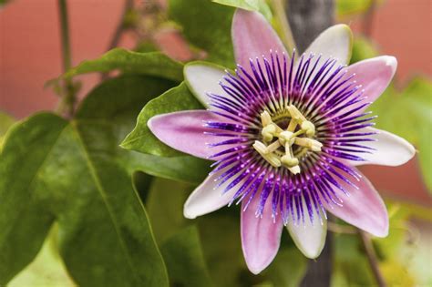 Passion Flower Wallpapers Wallpaper Cave