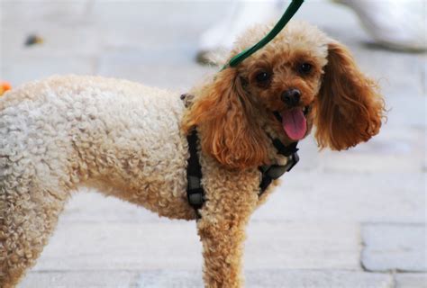 Free cute brown poodle Stock Photo - FreeImages.com