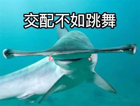 一篇正经的科普文 Sex In The Sea 鲨鱼的爱与性 ˉ ￣～