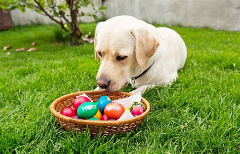 How To Throw an Easter Egg Hunt For Your Dog