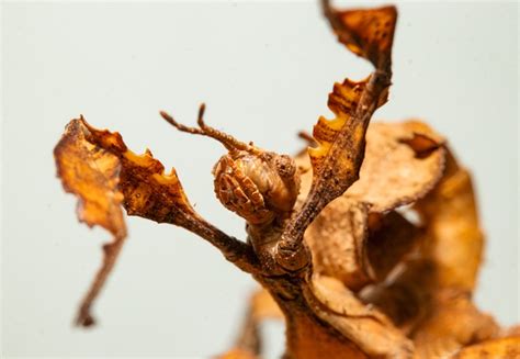 Leaf Insect Stick Free Photo On Pixabay Pixabay