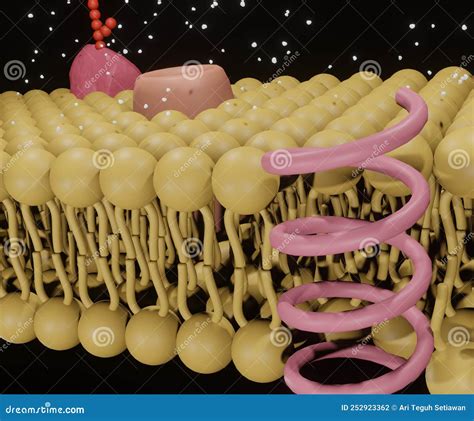 Structure of Proteins Channels on the Lipid Bilayer Membrane Stock ...