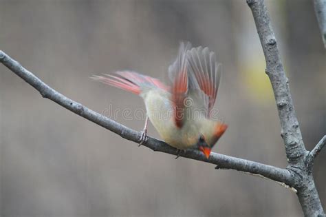 Northern Cardinal Eggs Cardinalis Cardinalis Stock Photo Image Of