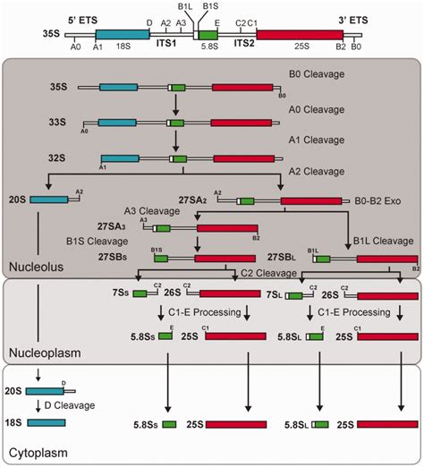 Rrna Primary Structure