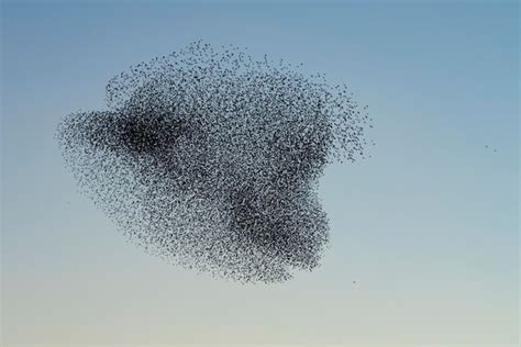 Premium Photo | Beautiful large flock of starling birds fly in the ...