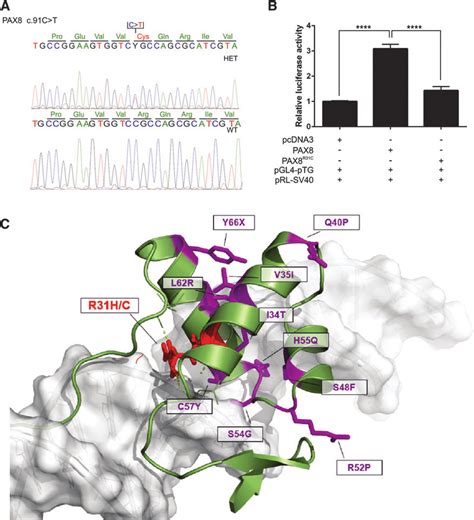 Characterization Of The Pax R C Mutation In A Familial Ch Case A