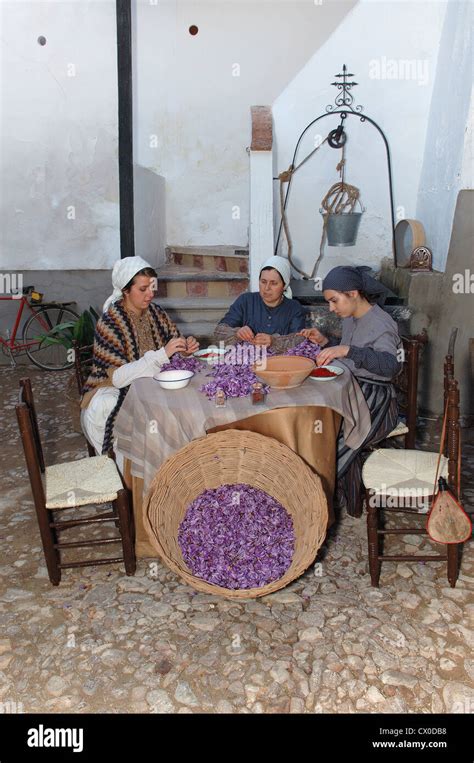 Consuegra, Extracting saffron flower stigmas, Saffron Rose festival, Fiesta de la Rosa del ...