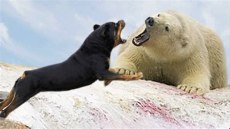 Polar Bear Vs Dog New Youtube