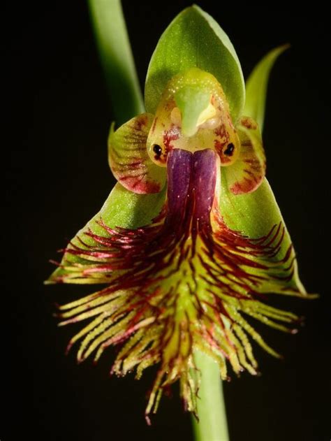 10 Most Beautiful Orchids In The World - Envirevo Agritech