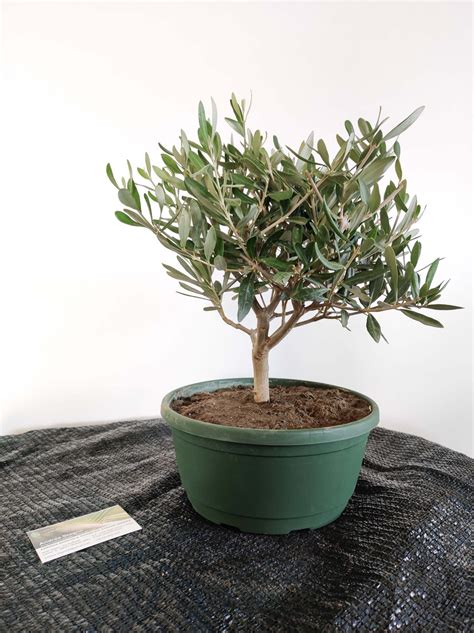 Bonsai Di Ulivo Medio In Ciotola Rumba Piantemediterranee