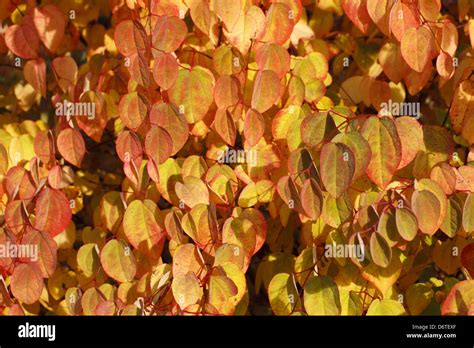 Katsura Tree Cercidiphyllum Japonicum Close Up Of Leaves In Autumn