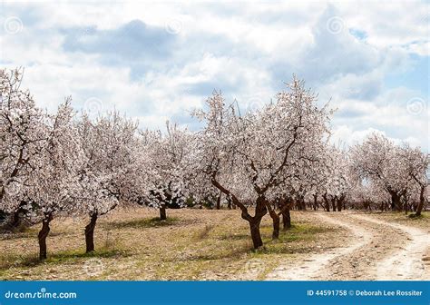 Almond Tree Orchard stock photo. Image of cultivated - 44591758