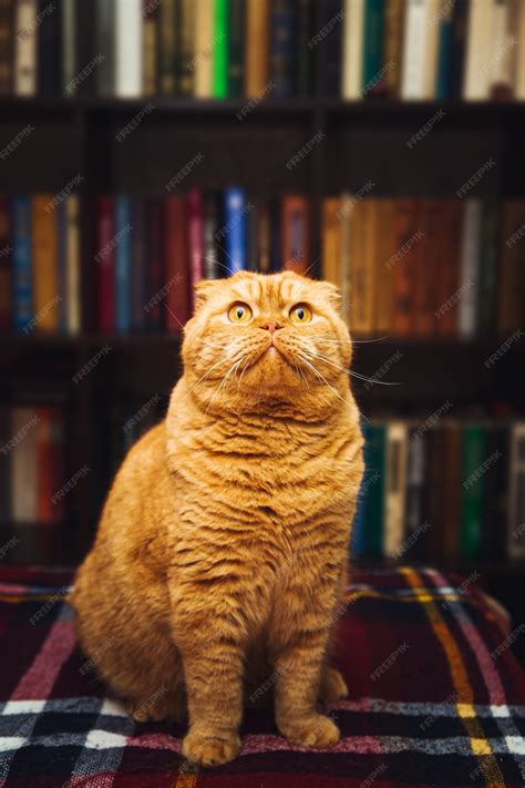 Premium Photo | Gorgeous british shorthair ginger cat. home library