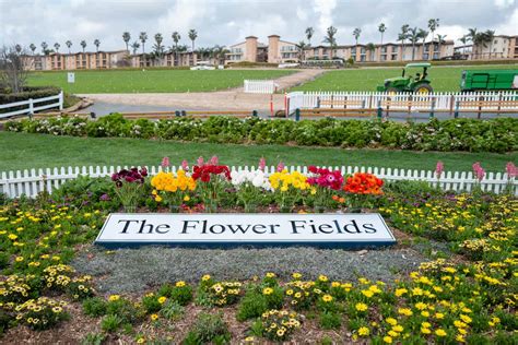 Visiting the Carlsbad Flower Fields - Catherine Vigen