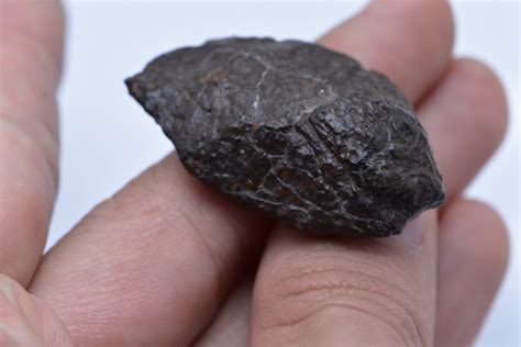 Meteorite Chondrite New Fall - Etsy